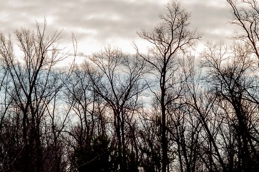 Autumn forest in the fallen leaves and the sky with clouds