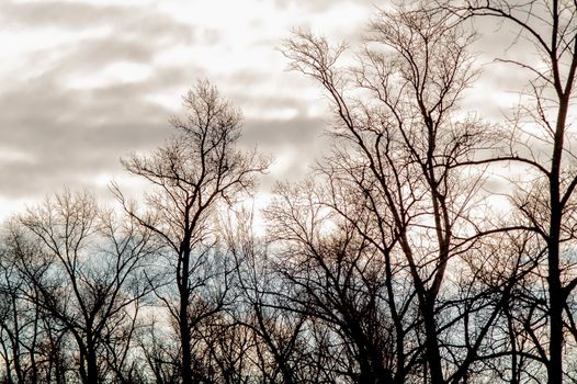 Autumn forest in the fallen leaves and the sky with clouds