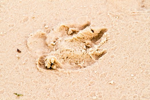 dog footprint on river sand close up