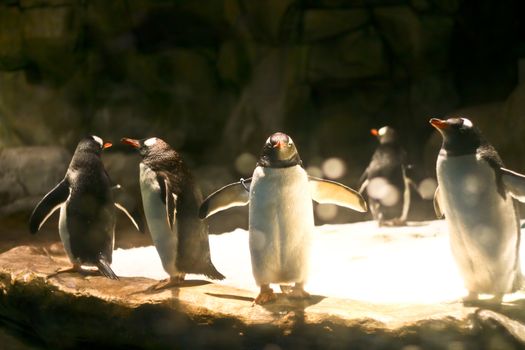 A group of penguins in aquarium tank