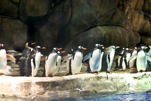A group of penguins in aquarium tank