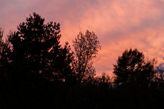 Black forest at a red beautiful sunset with clouds