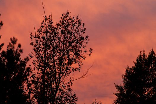 Black forest at a red beautiful sunset with clouds