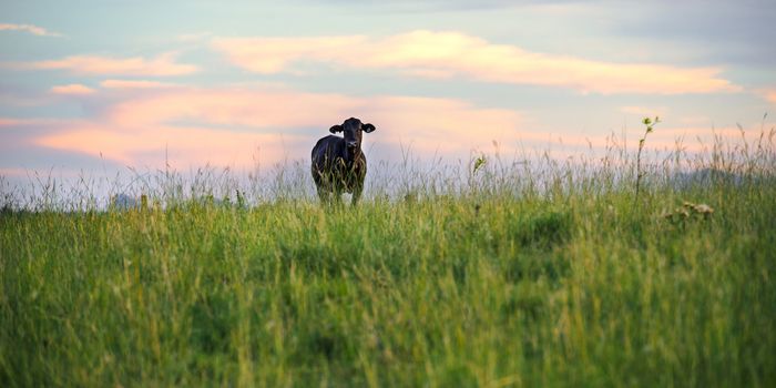 Cow in the paddock during the day in Queensland