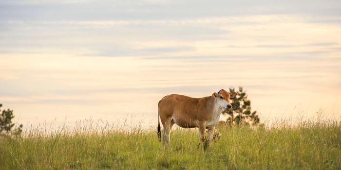 Cow in the paddock during the day in Queensland