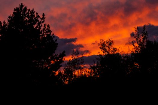 Black forest at a red beautiful sunset with clouds