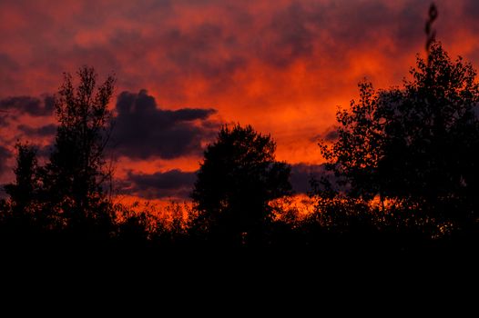 Black forest at a red beautiful sunset with clouds