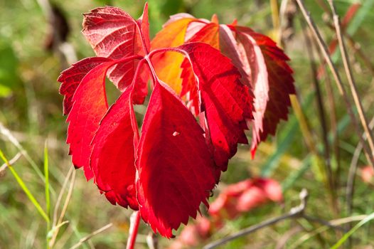 Magic autumn forest plants with red and yellow bushes