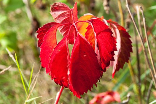 Magic autumn forest plants with red and yellow bushes