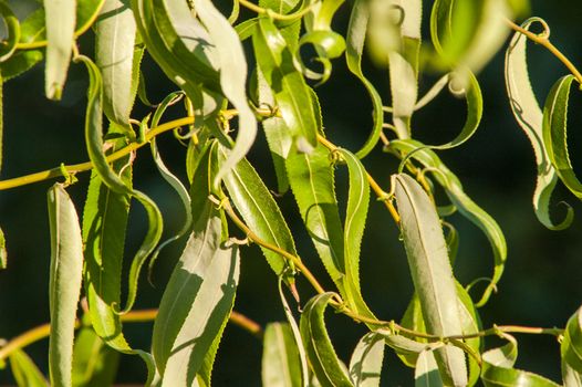 Green leaves in the autumn sun with blue sky