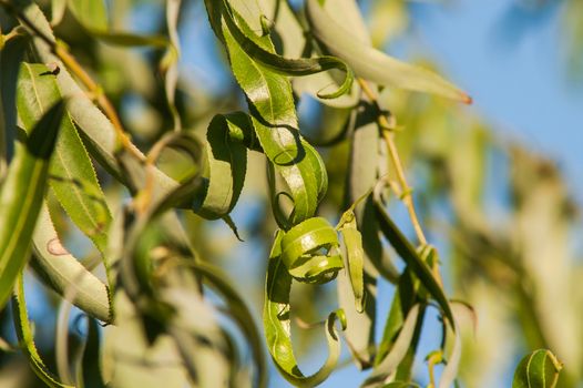 Green leaves in the autumn sun with blue sky