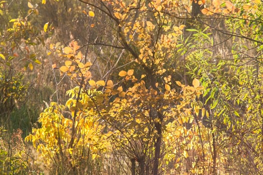 Beautiful sunset in autumn in the deciduous forest