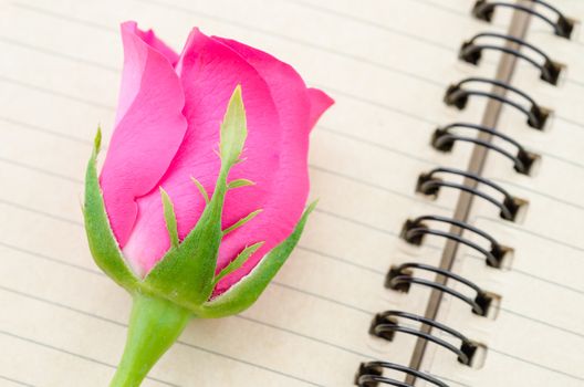 Pink rose and diary,valentines day