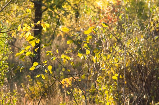 Beautiful sunset in autumn in the deciduous forest