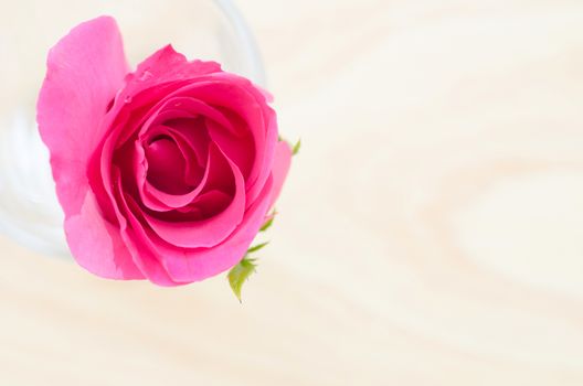 Pink rose in glass on wooden background.