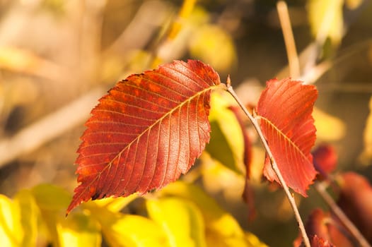 Yellow red leaves on a tree a sunny autumn day