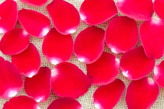 Background of beautiful red rose petals on sack.
