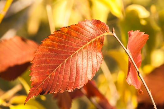 Yellow red leaves on a tree a sunny autumn day