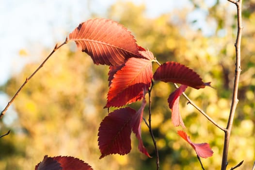 Yellow red leaves on a tree a sunny autumn day