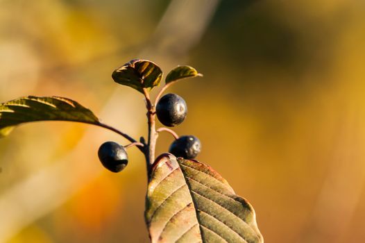 bunch of black berries on the bush in autumn at sunset