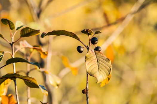 bunch of black berries on the bush in autumn at sunset