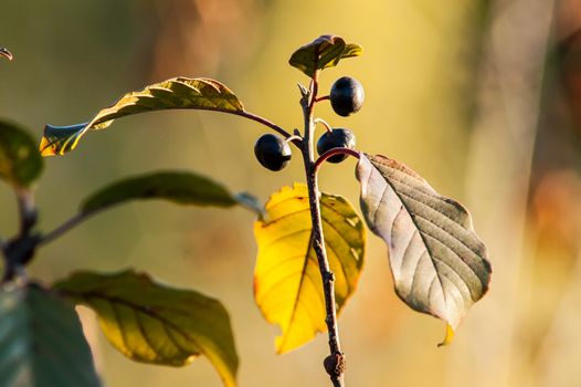 bunch of black berries on the bush in autumn at sunset