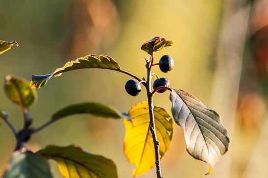 bunch of black berries on the bush in autumn at sunset