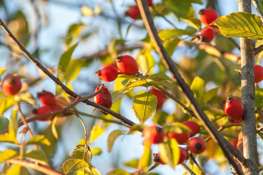 beautiful berry of wild rose on a bush