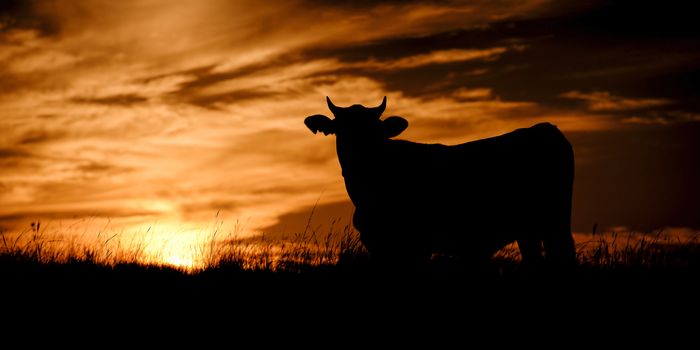 Silhouette of a cow in the late afternoon in Queensland, Australia.