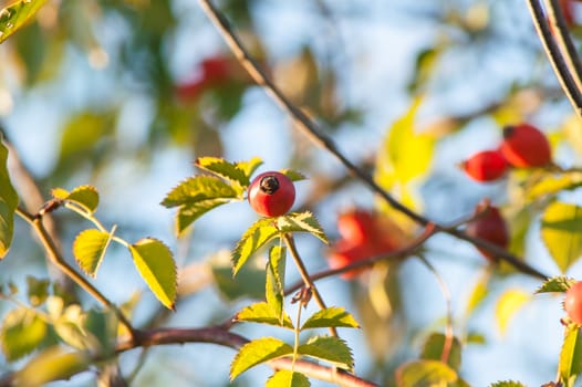 beautiful berry of wild rose on a bush