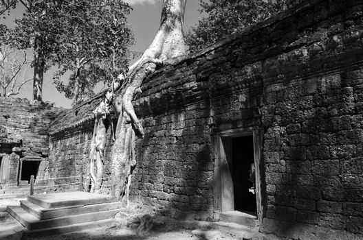 Roots of a spung on a temple in Ta Prohm in Siem Reap, Cambodia (Black and White)
