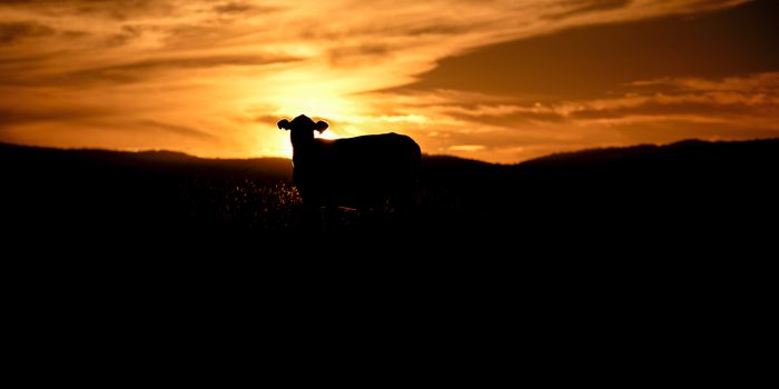 Silhouette of a cow in the late afternoon in Queensland, Australia.