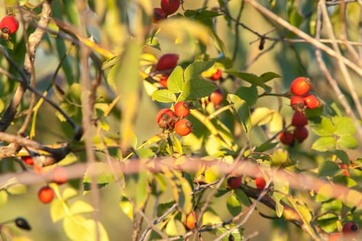 beautiful berry of wild rose on a bush