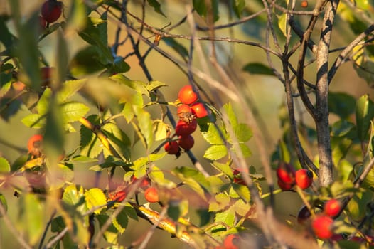 beautiful berry of wild rose on a bush