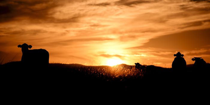 Silhouette of a cow in the late afternoon in Queensland, Australia.