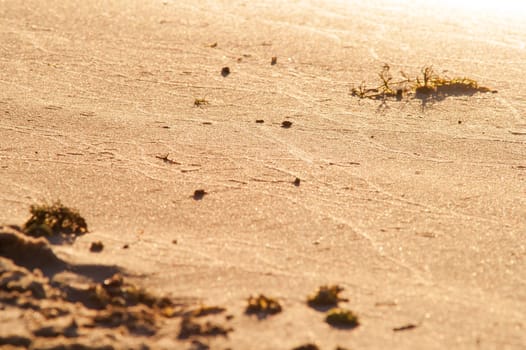 beach of golden sand with traces of a sunny day