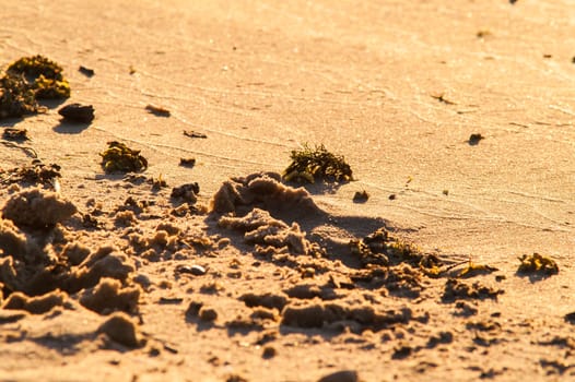 beach of golden sand with traces of a sunny day