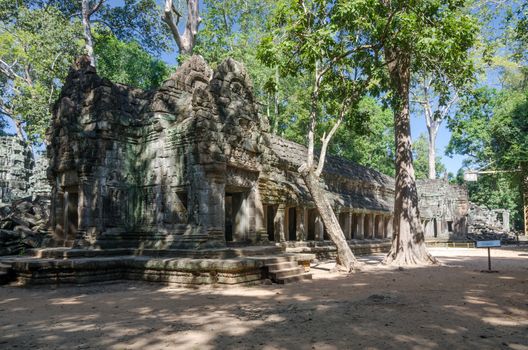 Ta Prohm temple, Famous temple in Siem Reap, Cambodia