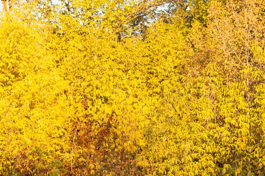 Beautiful sunset in autumn in the deciduous forest