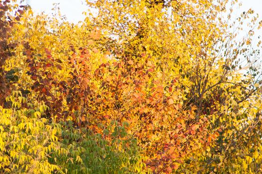 Beautiful sunset in autumn in the deciduous forest