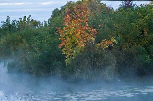 fog on an autumn river with green forest