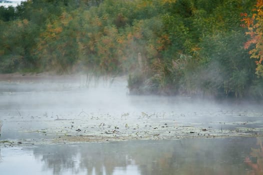 fog on an autumn river with green forest