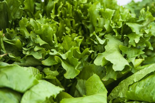 lush and beautiful green lettuce leaves close-up