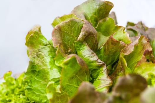 lush and beautiful green lettuce leaves close-up 