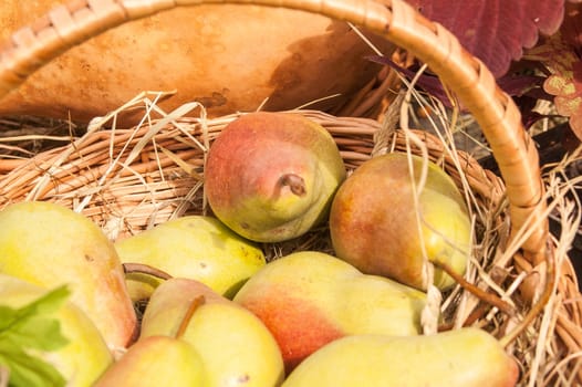 Fresh yellow and red pears as background