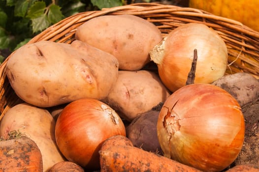 onions, potatoes, carrots, buriak lying in a basket of fresh crop