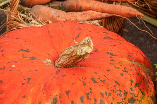 collected a few orange pumpkins fresh new crop