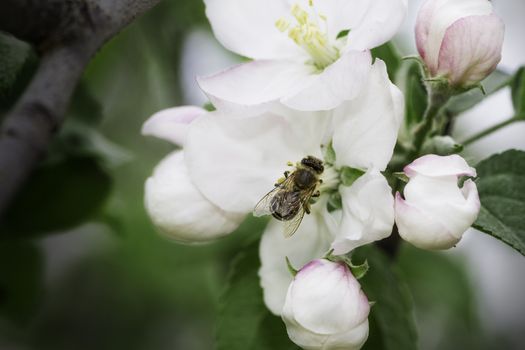 bee working in an apple tree flower