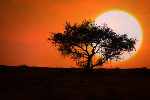 A huge sun setting behind a tree in the barren countryside of India