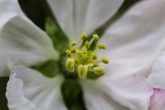 macro image of white apple tree flower pistil